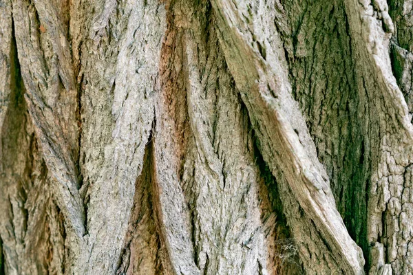 Fragment Bark Acacia Tree — Stock Photo, Image