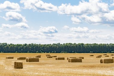 Hasattan sonra tarlada saman balyaları