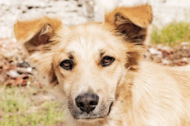 Sokakta evsiz köpek kırmızısı var.