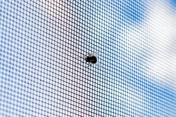 一只苍蝇试图穿过蚊帐 — 图库照片