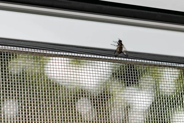 A fly trying to get through the mosquito net