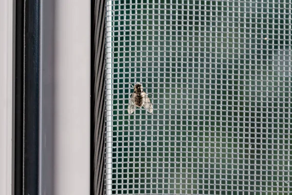 Μια Μύγα Προσπαθεί Περάσει Μέσα Από Την Κουνουπιέρα — Φωτογραφία Αρχείου