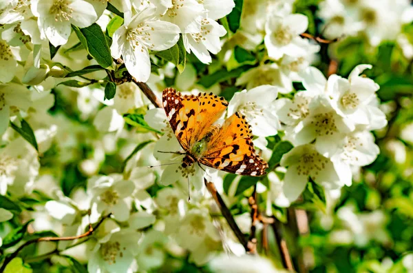 Бабочка Ветке Жасмин Буш — стоковое фото