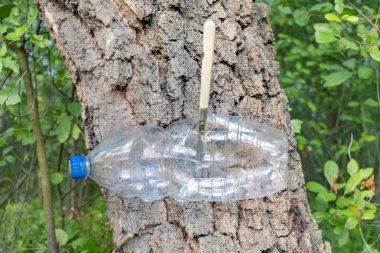 Boş sıkıştırılmış plastik şişe bir bıçakla ağaca çivilenmiş.