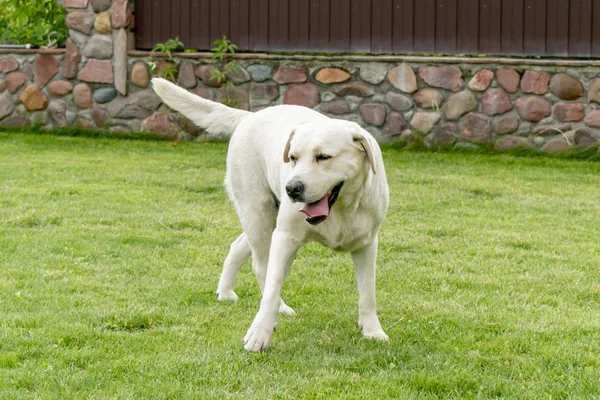 Pies Labrador Bawi Się Podwórku — Zdjęcie stockowe