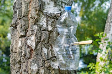 Boş sıkıştırılmış plastik şişe bir bıçakla ağaca çivilenmiş.