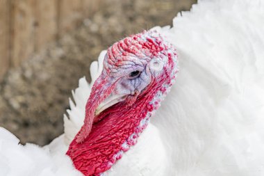 Beyaz tüylü kümes hayvanları Türkiye
