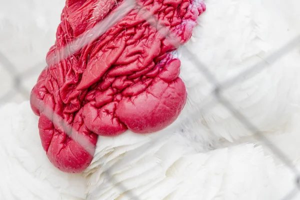 Aves de capoeira Turquia com plumagem branca — Fotografia de Stock