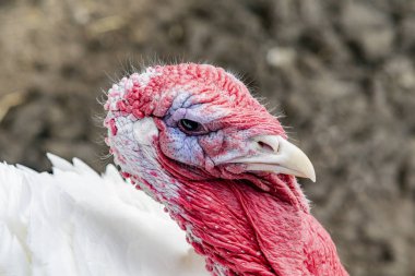 Beyaz tüylü kümes hayvanları Türkiye