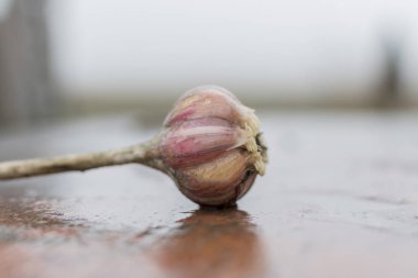 Bahçedeki masanın üstünde bir baş sarımsak.