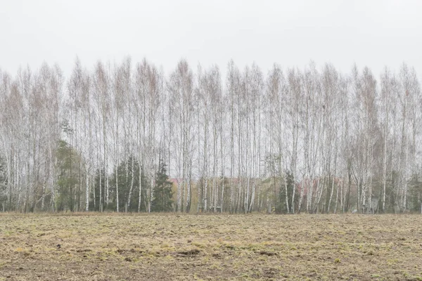 Herfst bos in de ochtend in de mist — Stockfoto