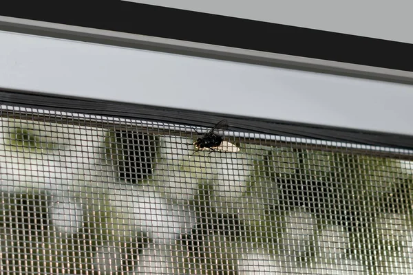Sivrisinek ağından geçmeye çalışan bir sinek.