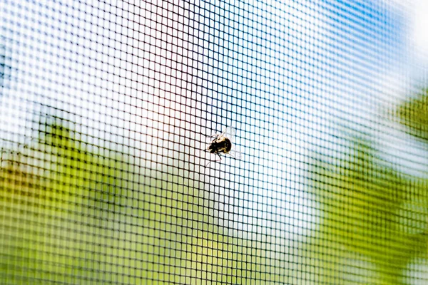 Mucha Próbująca Przedostać Się Przez Moskitierę — Zdjęcie stockowe