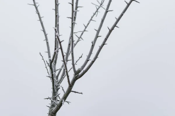 Дерево, покрытое морозом после ночи мороза — стоковое фото