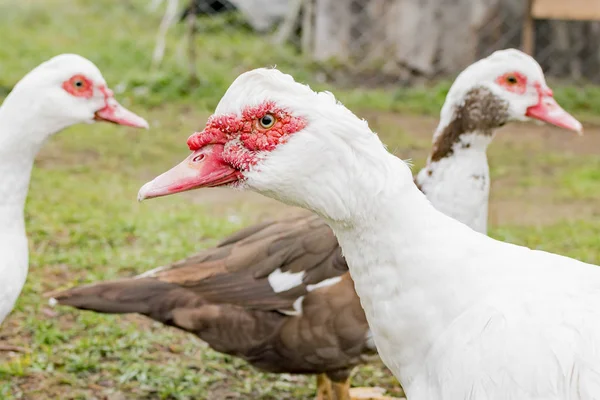 Patos domésticos no pátio — Fotografia de Stock