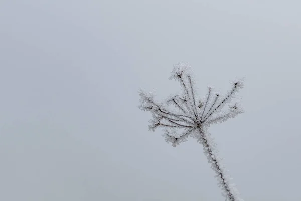 La planta está cubierta de escarcha —  Fotos de Stock