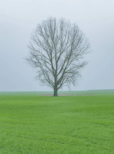Een eenzame boom in de mist — Stockfoto