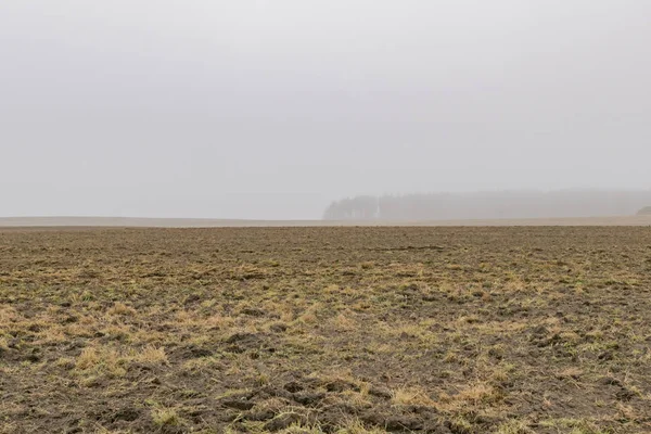 Herfst bos in de ochtend in de mist — Stockfoto