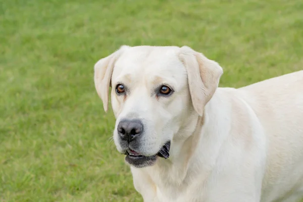 Pies Labrador bawi się na podwórku — Zdjęcie stockowe