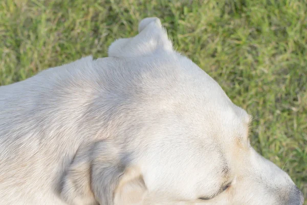 Pies Labrador bawi się na podwórku — Zdjęcie stockowe