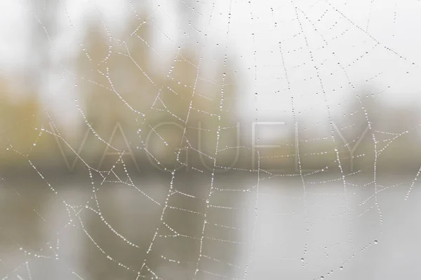 Pókháló esőcseppel a kerítésen — Stock Fotó