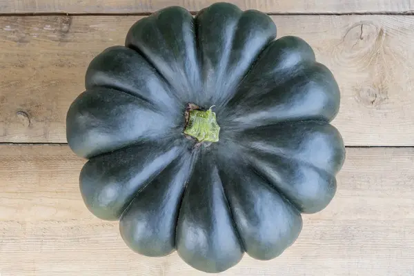 Grande Zucca Scura Giardino — Foto Stock