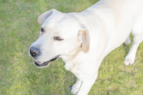 Pies Labrador bawi się na podwórku — Zdjęcie stockowe