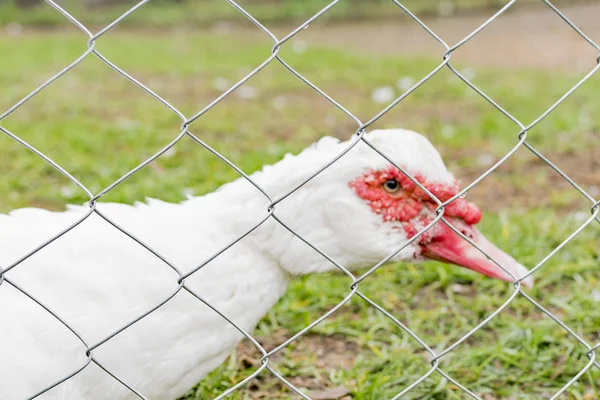 Pato doméstico multicolorido — Fotografia de Stock