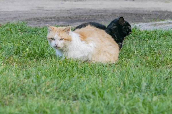 Gatos sin hogar en el patio —  Fotos de Stock