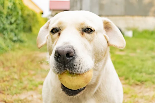 Labrador Jasny Kolor Trzyma Jabłko Zębach — Zdjęcie stockowe