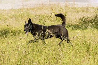 Siyah vahşi köpek çimenlerde koşuyor.