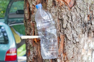 Boş sıkıştırılmış plastik şişe bir bıçakla ağaca çivilenmiş.