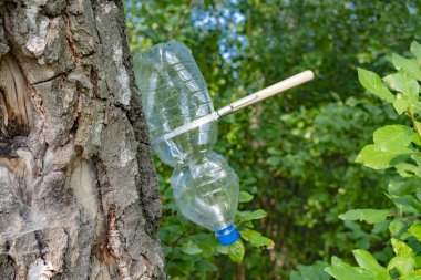 Boş sıkıştırılmış plastik şişe bir bıçakla ağaca çivilenmiş.