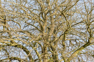Yapraksız yaşlı ağaç