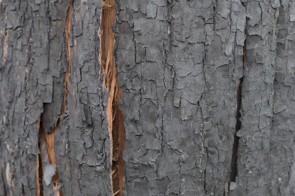 Vista de um tronco mal queimado — Fotografia de Stock