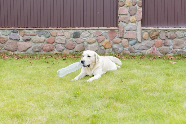 Pies Labrador bawi się na podwórku — Zdjęcie stockowe