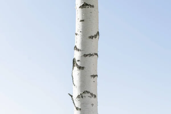 White Birch Yellowed Leaves September — Stock Photo, Image