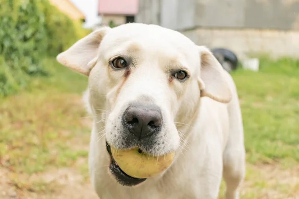 Labrador Jasny Kolor Trzyma Jabłko Zębach — Zdjęcie stockowe