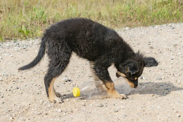 Een Kleine Hond Knabbelt Een Lege Plastic Fles — Stockfoto