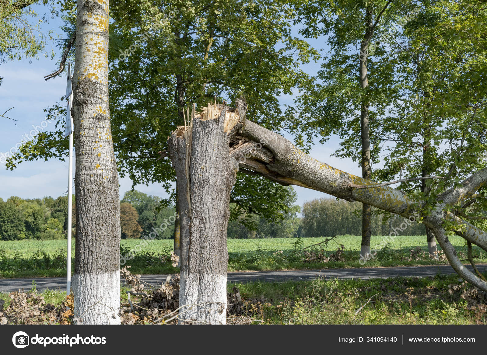 broken-tree