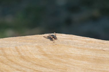 Kesilen ve bölünen odunların liflerinin dokusal görüntüsü