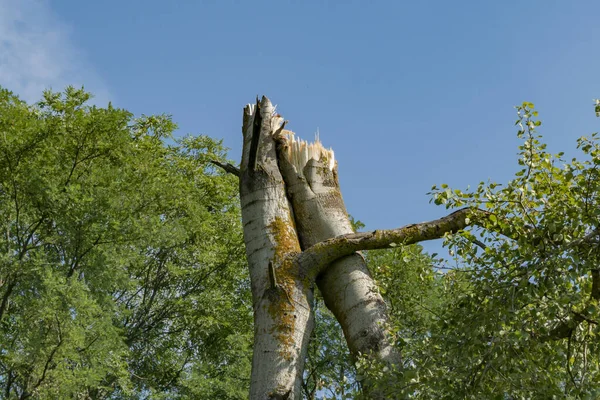 Gebroken Bomen Een Sterke Orkaan — Stockfoto