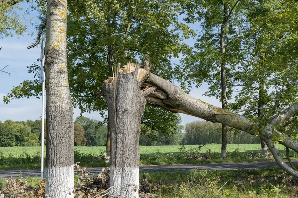 Broken trees after a strong hurricane