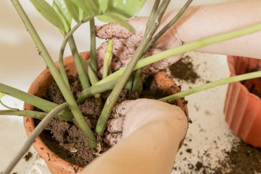 Kadınların elleri nakledilen çiçeklerdir.