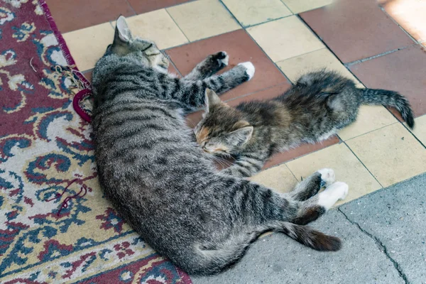 Gato Alimentando Gatitos Con Leche — Foto de Stock