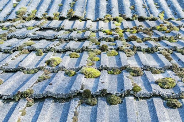 Eski bir kiremit çatısında yosun