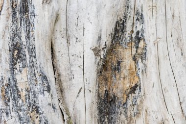 Eski ahşap bir kütüğün doku resmi