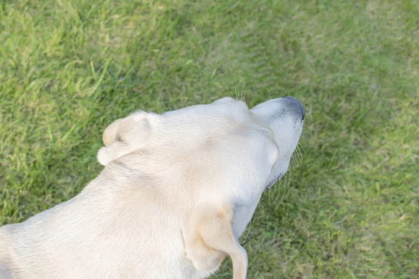 Pies Labrador bawi się na podwórku — Zdjęcie stockowe