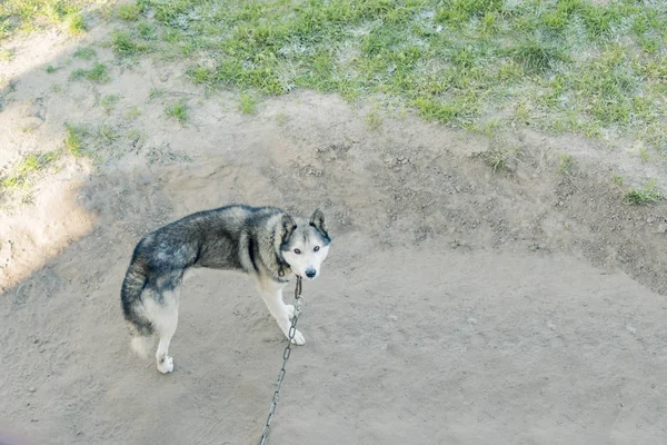 Perro sentado con una correa en el patio —  Fotos de Stock