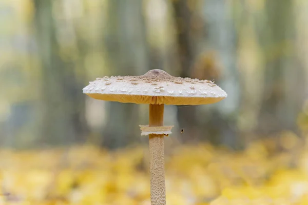 Essbarer Pilz im Herbstwald — Stockfoto